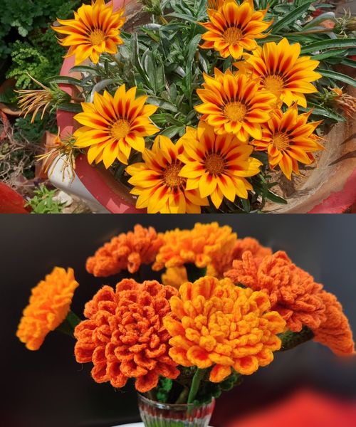 Three Compelling Reasons to Grow Marigolds in Every Garden🌱