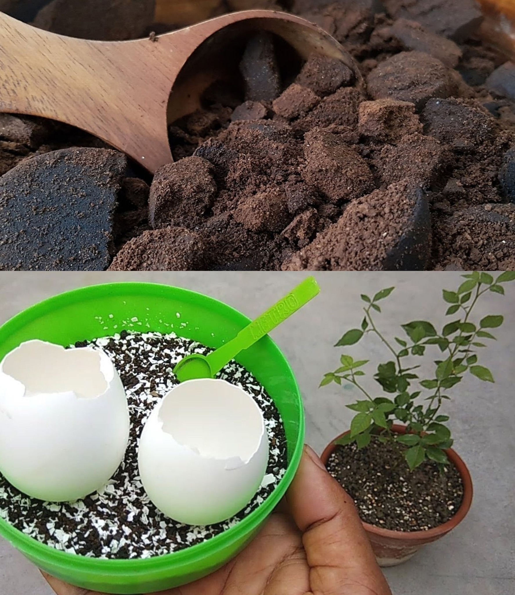 Three Precautions for Using Coffee Grounds, Eggshells, or Orange Peels as Plant Fertilizer🌱