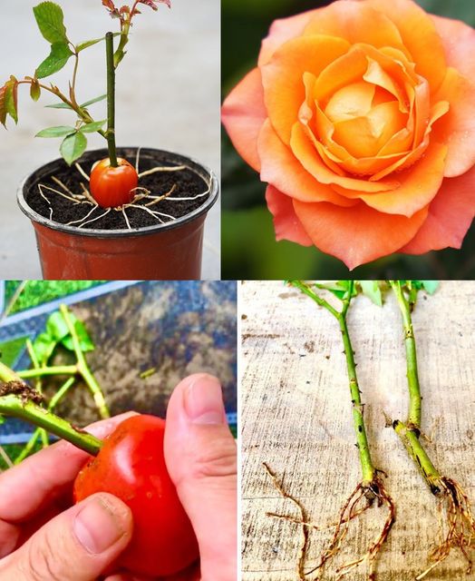 Try to propagate roses by seeds with tomatoes, the results are too surprising🌱