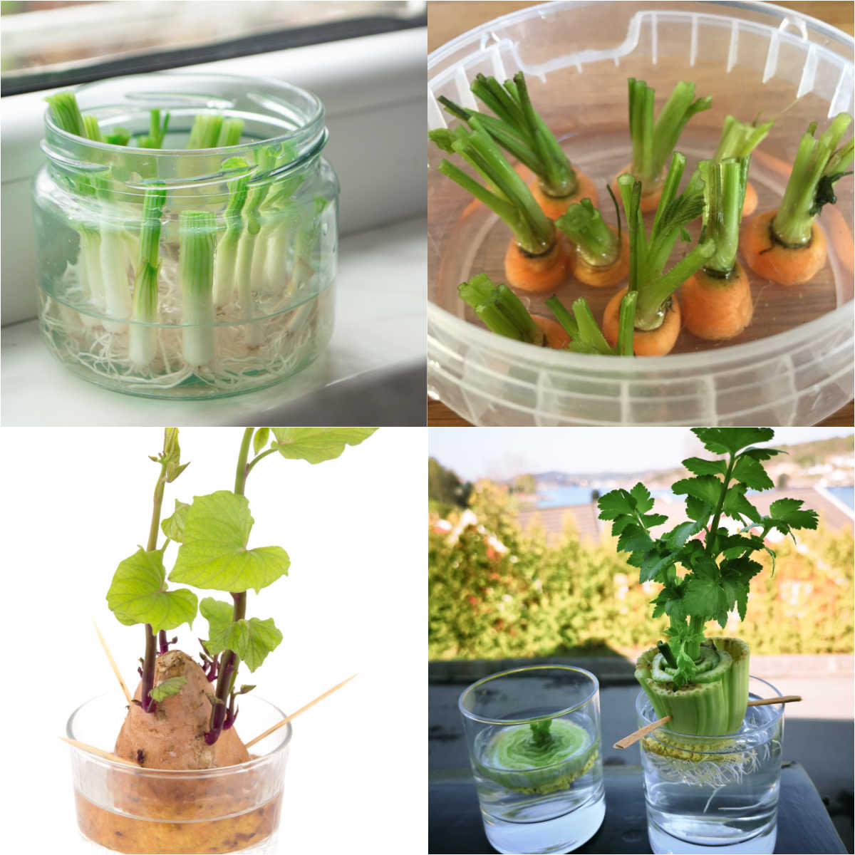 Veggies and herbs you can regrow from scraps!🌱