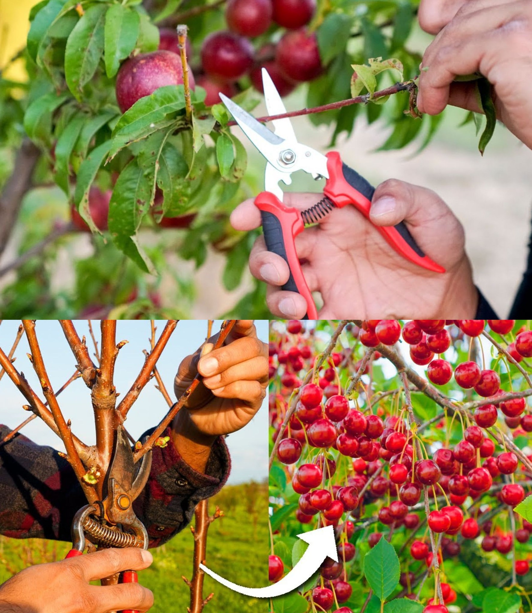 What tools are used to prune fruit trees? We tell you how to carry out this activity🌱