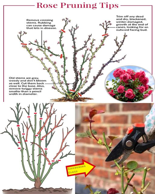 When and How to Prune a Rose Bush:An Easy Step-by-Step Guide 🌱