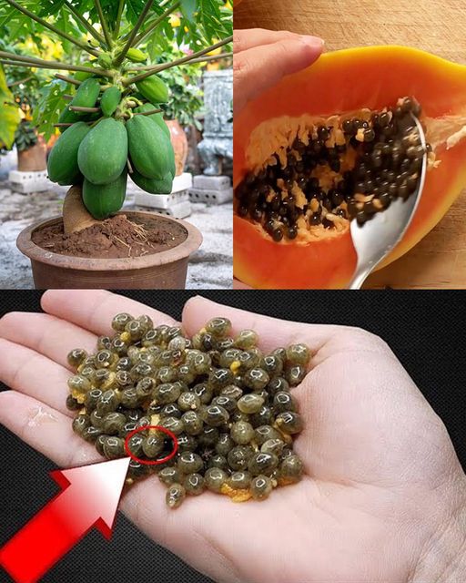 The Powerful Health Benefits of Papaya Seeds: Why You Should Include Them in Your Diet🌱