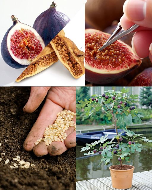 Growing Figs from Seeds in a Pot 🌱