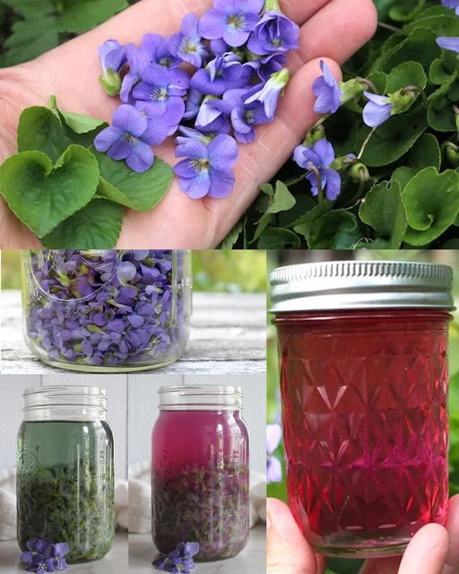 The Health Benefits of Wild Violets: Nature’s Hidden Gem🌱