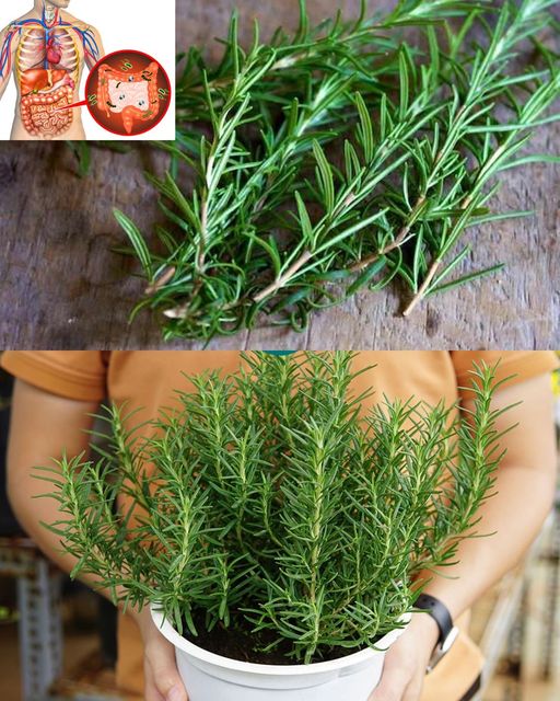 Rosemary: A Natural Powerhouse for Intestinal Health🌱