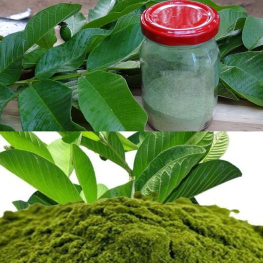 How to Make Guava Leaves Powder🌱