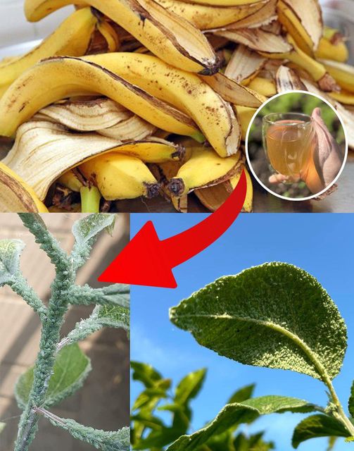 Banana Magic: Natural Aphid Control for Your Garden🌱