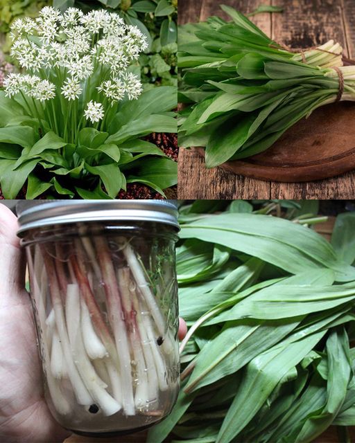 Unveiling the Hidden Wonders of Ramsons: Nature’s Unsung Hero🌱