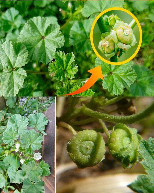 The Gentle Giants: Malva Neglecta and Malva Sylvestris in Traditional and Modern Wellness Practices🌱