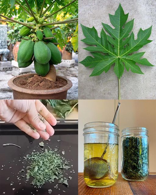 Papaya Leaves: A Versatile Natural Remedy for Health and Wellness🌱