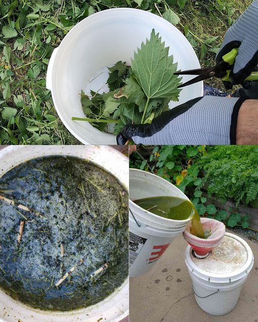 The Importance of Nettle Fertilizer and Insecticide: Making and Using Them in Your Garden🌱