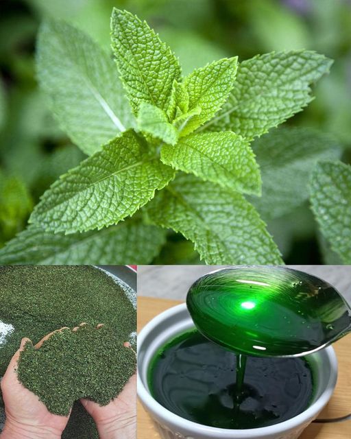 The Versatile Mint: Health Benefits, Uses, and How to Incorporate It into Your Daily Routine🌱