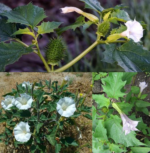 The Beautiful Danger in Our Gardens: The Poisonous Datura Stramonium🌱