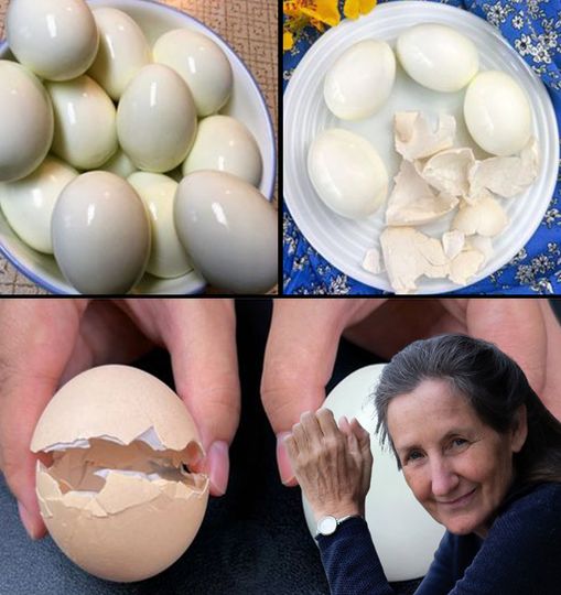 15 Clever ways to use Eggshells: Transform Your Home and Garden – Only polite members say thank you🌱